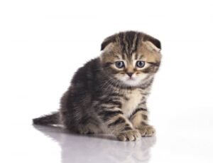 Credit: zaretskaya via iStockphoto