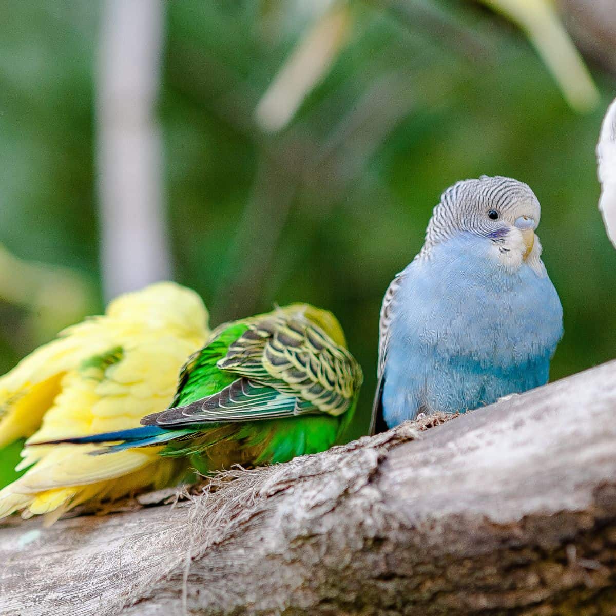 birds on tree.